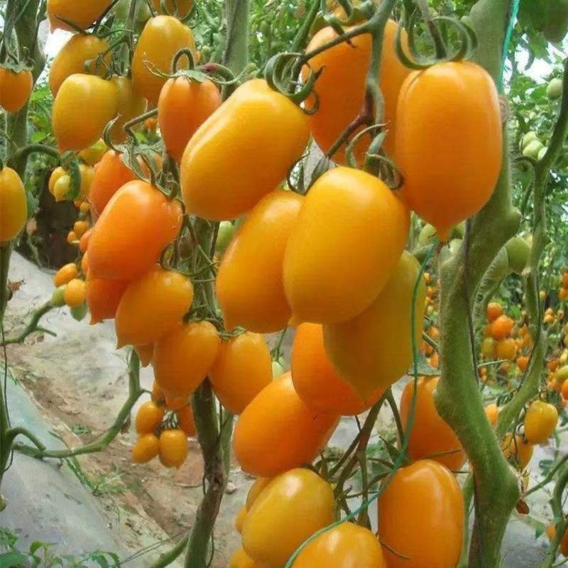 Persimmon Tomato Dried Vegetables Premium Quality for Healthy Snacks and Cooking Ingredients