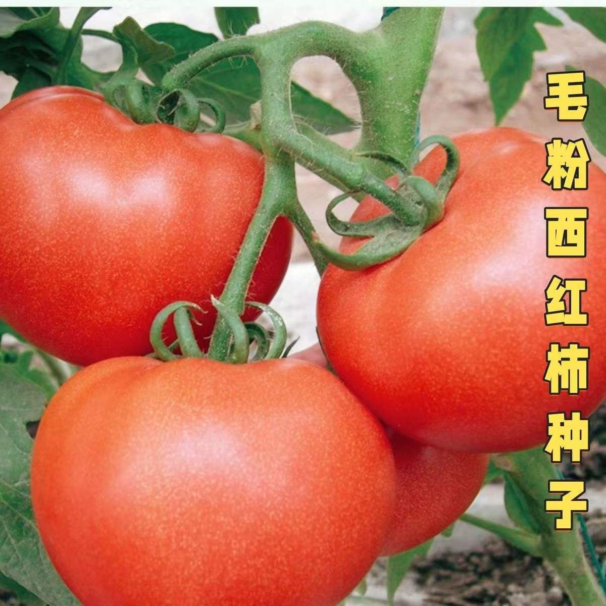 Persimmon Tomato Dried Vegetables Premium Quality for Healthy Snacks and Cooking Ingredients