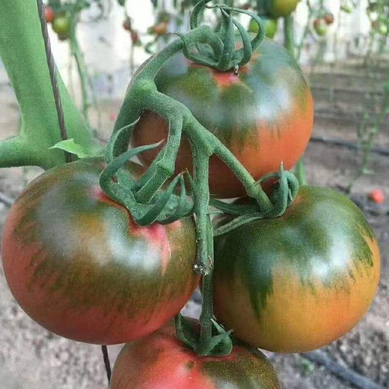 Tomato