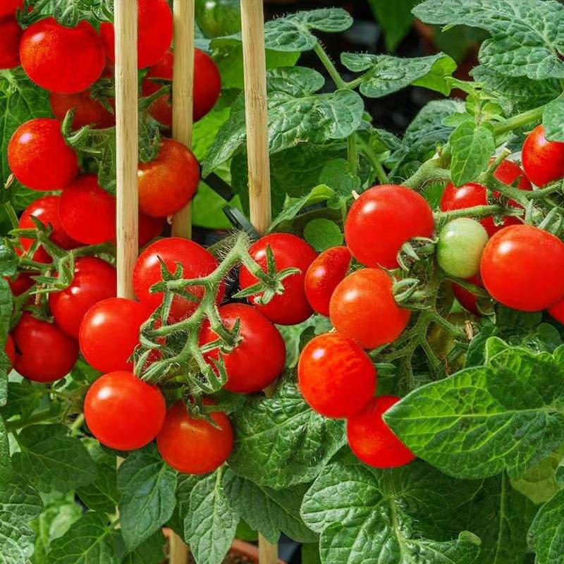 Tomato