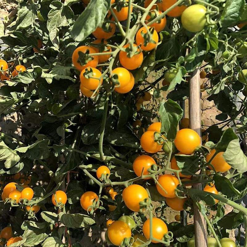 Tomato