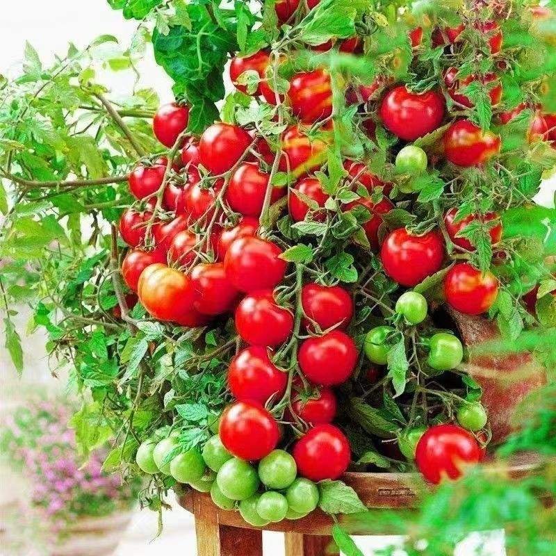 Tomato