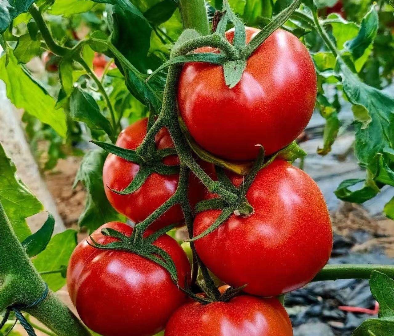 Export Quality Fresh Tomato for Wholesale Market and Hotel Restaurant Food Preparation