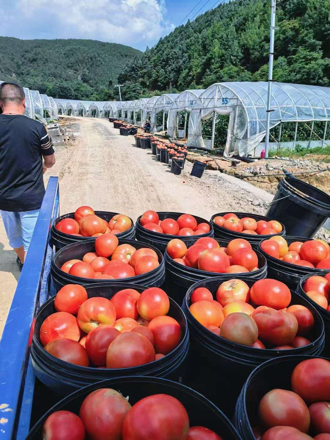 Export Quality Fresh Tomato for Wholesale Market and Hotel Restaurant Food Preparation