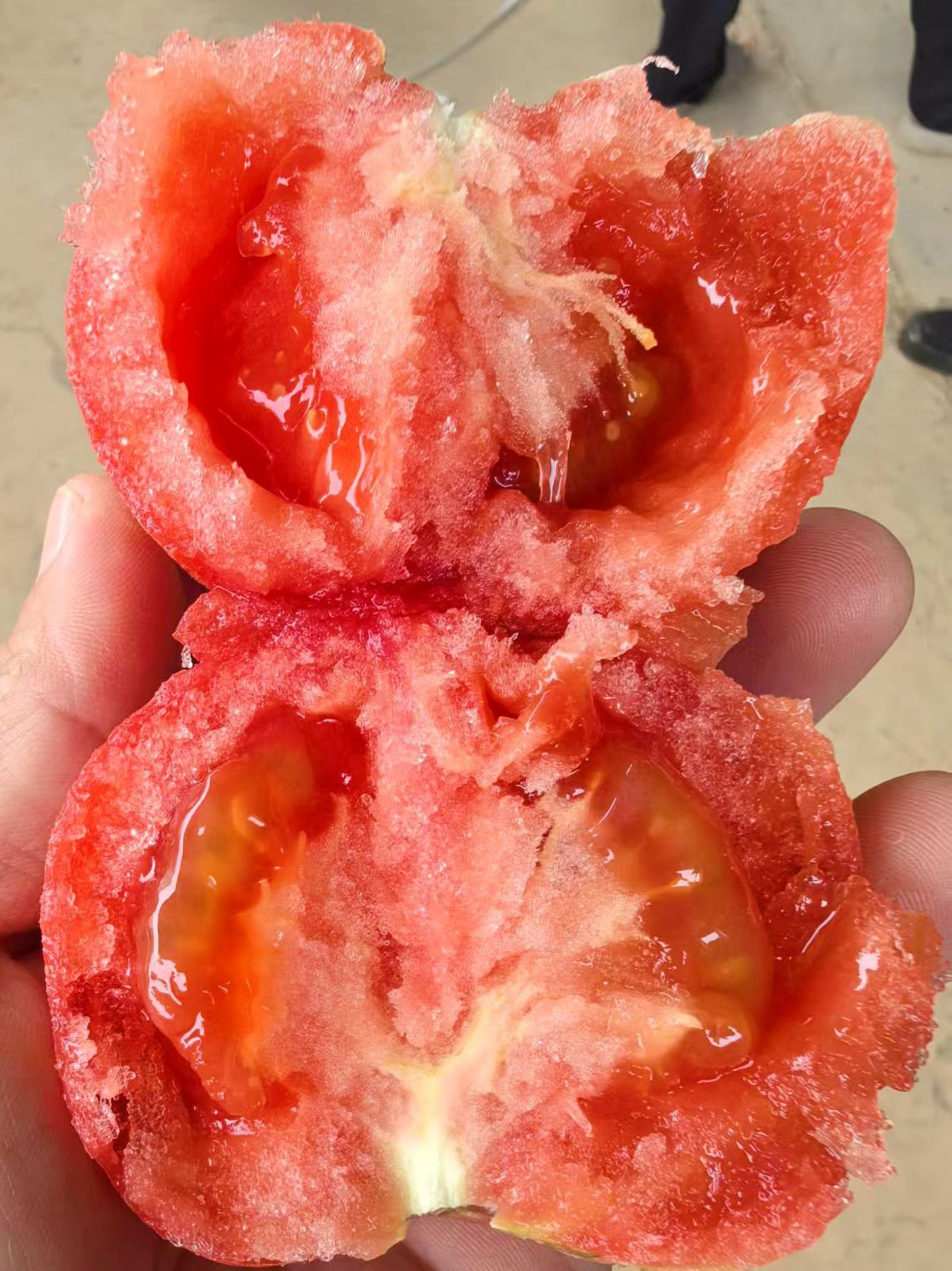 Export Quality Fresh Tomato for Wholesale Market and Hotel Restaurant Food Preparation