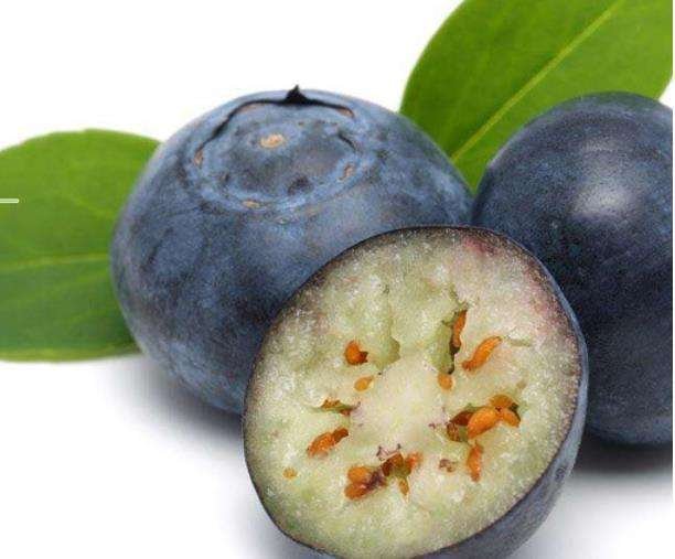 Lan Mei Gan High Quality Whole New Dried Natural Blueberry Fruits