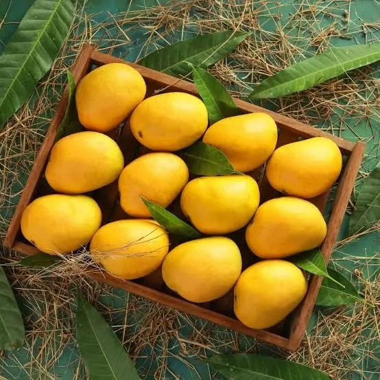 Export Quality Fresh Alphonso Mango from India with Rich Natural Sweet Taste Tropical Aroma Juicy Pulp and Farm Fresh Handpicked