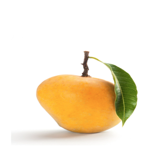 Fresh Alphonso Mango Premium Quality Natural Indian Hapus Mango Sweet Flavor Juicy Tropical Fruit for Export Wholesale Supply