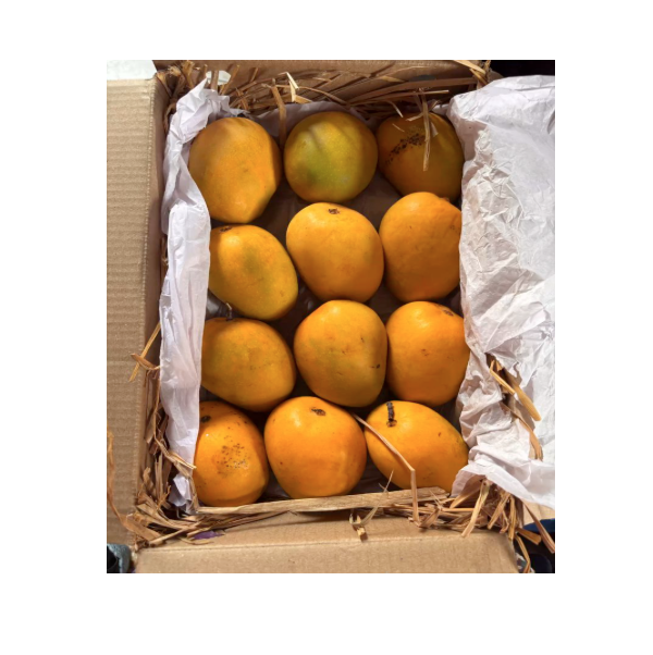 Fresh Alphonso Mango Premium Quality Natural Indian Hapus Mango Sweet Flavor Juicy Tropical Fruit for Export Wholesale Supply
