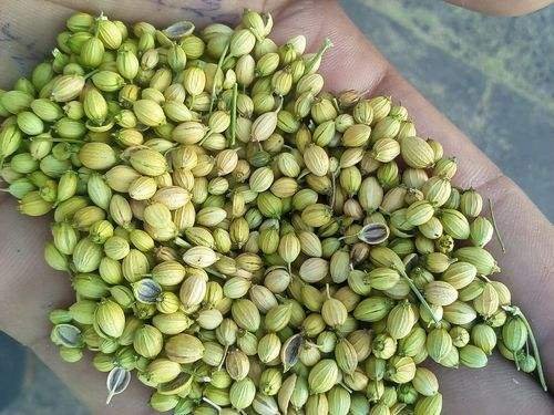 Indian Parrot Quality Coriander Raw AD Dried Whole Green Strong Taste Full Fragrance Wholesale