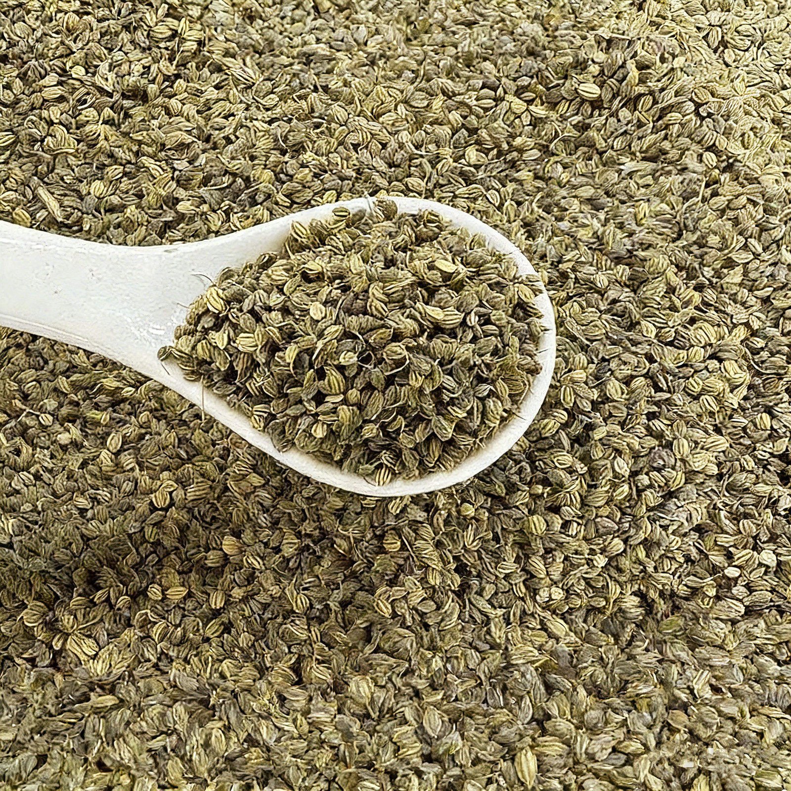 Best Price Bulk Dill Seeds Kitchen Spice Dill Seed Seasonings and Spices