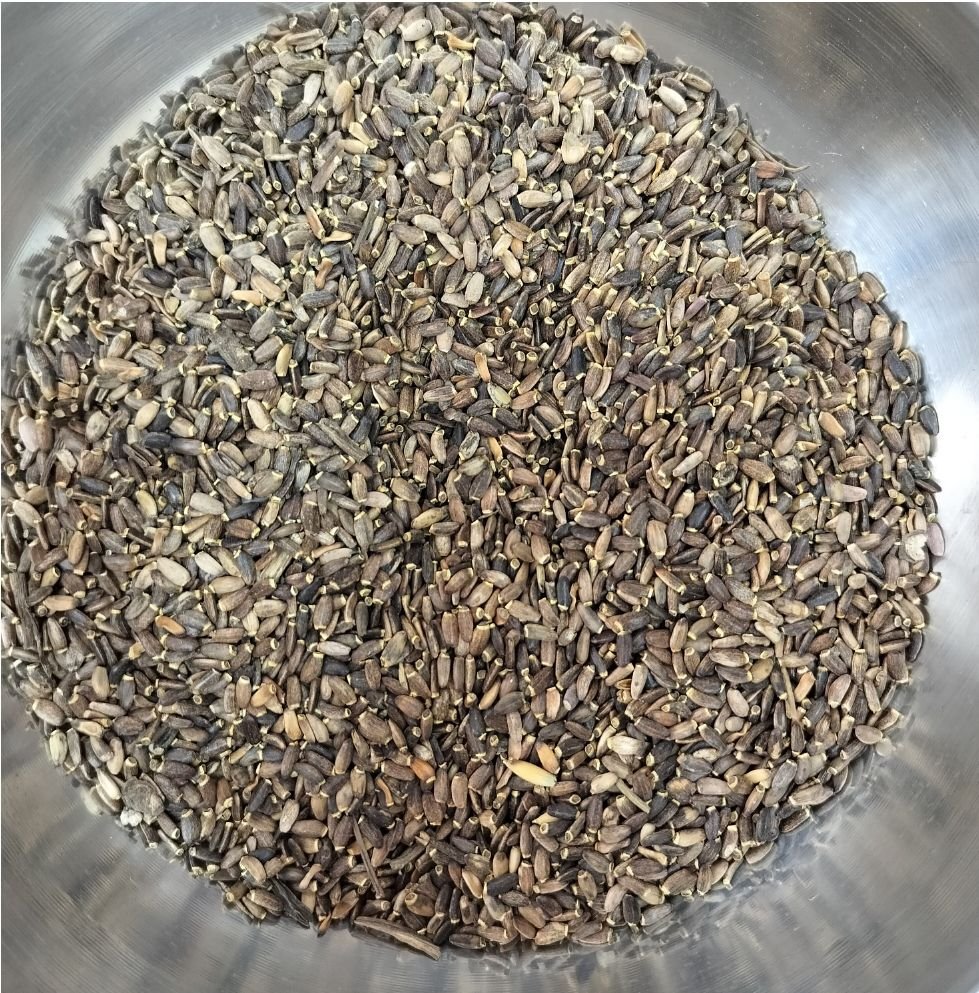 Factory Price Dried Milk Thistle Seeds Chinese Herbal Healthy Silymarin Seeds