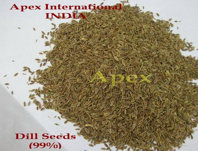 Dill Seeds (Anthem Graveolens) Food Grade 25kg Bags Indian Herb & Spice