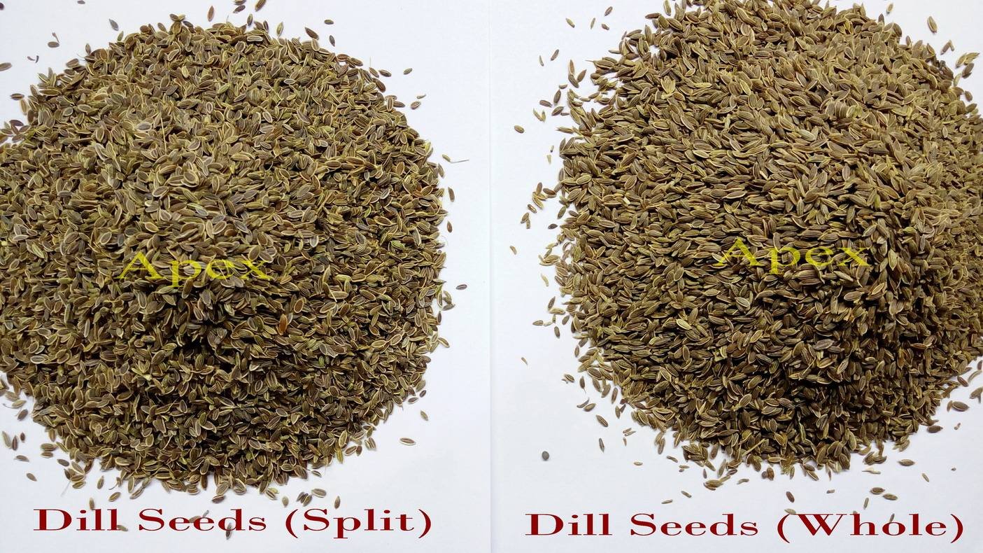 Dill Seeds (Anthem Graveolens) Food Grade 25kg Bags Indian Herb & Spice