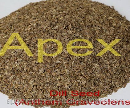 HIgh Quality Dill Seeds Anthem Graveolens Sortex Cleaned Dill Seed for Consumption Bulk India Export At Wholesale Price