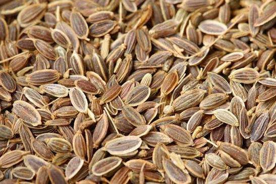 Wholesale Dill Seeds Premium Quality Natural Suva Seeds Aromatic Spice With Fresh Flavor For Cooking Seasoning Bulk India Export