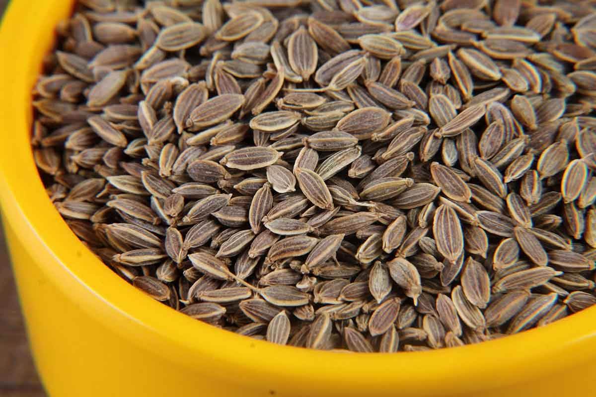 Wholesale Dill Seeds Premium Quality Natural Suva Seeds Aromatic Spice With Fresh Flavor For Cooking Seasoning Bulk India Export