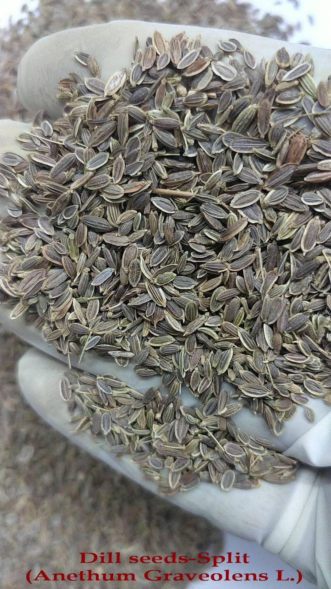 Indian Spice Dill Seeds (Anthem Graveolens) Food Grade 25kg Bags