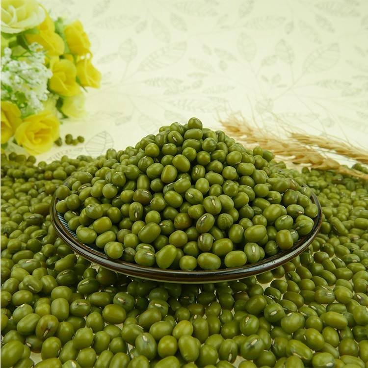 New Crop Mung Bean Seed Nice Price Green Mung Bean Vigna Beans