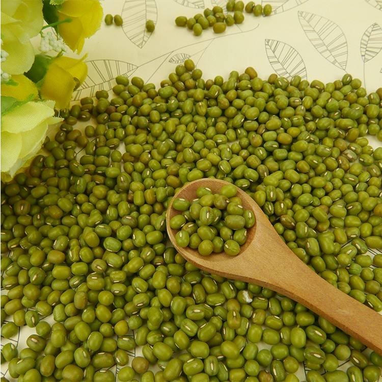 New Crop Mung Bean Seed Nice Price Green Mung Bean Vigna Beans