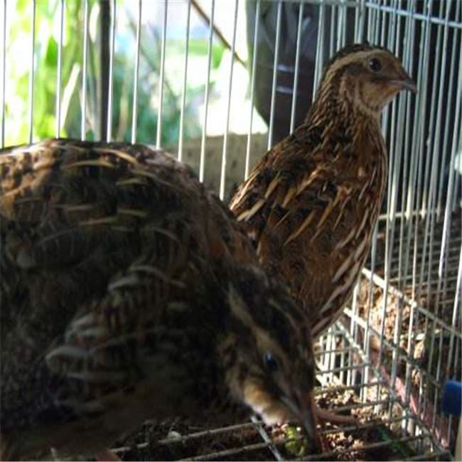 Patented Equipment Layer Quail Breeding Cages With Automatic Remove the Manure System