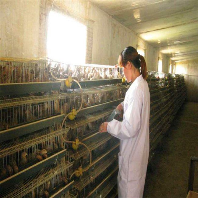Patented Equipment Layer Quail Breeding Cages With Automatic Remove the Manure System