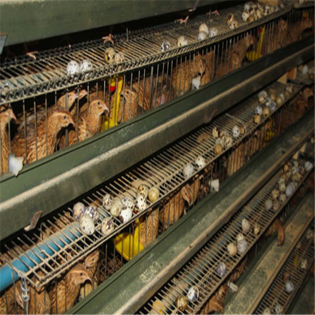 Patented Equipment Layer Quail Breeding Cages With Automatic Remove the Manure System