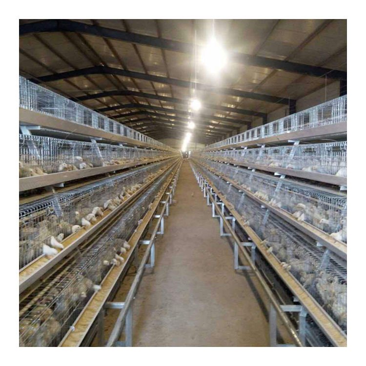Newly Developed Automatic Breeding Equipment Chicken Layer Cage