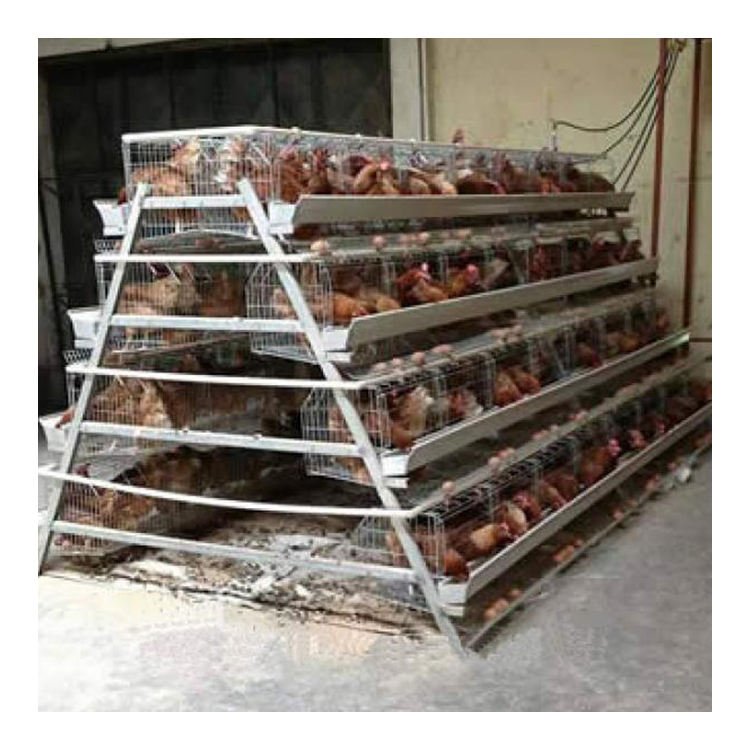 Newly Developed Automatic Breeding Equipment Chicken Layer Cage