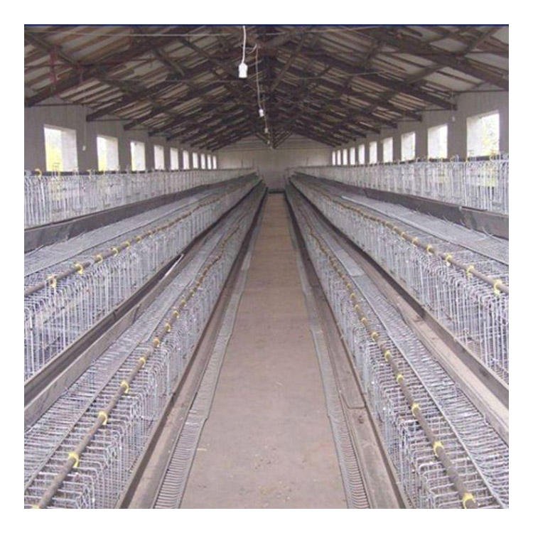 Newly Developed Automatic Breeding Equipment Chicken Layer Cage