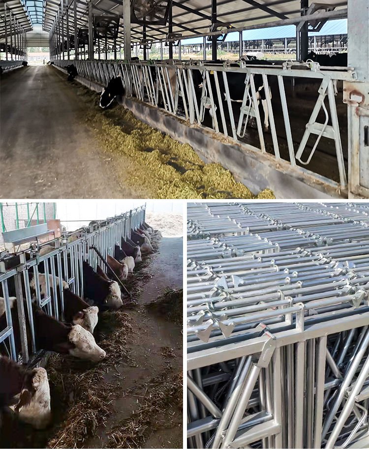 Complete Set of Equipment for Raising Cattle Neck Flail Breeding Can Be Customized As Needed