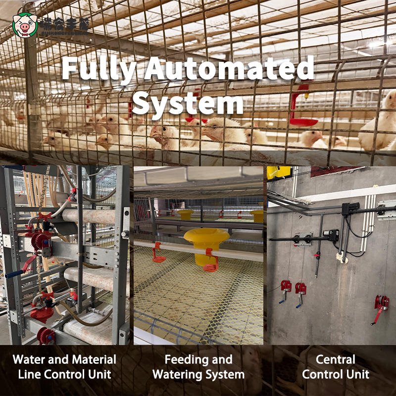Automatic H Type Broiler Poultry Farm Equipment New Condition Chicken Coop Boiler Chicken Cage